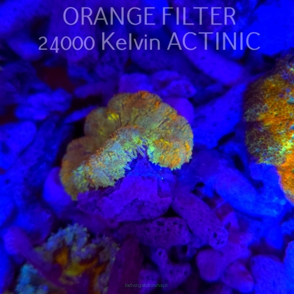 Stichodactyla TAPETUM Mini-Maxi Carpet Anemone RAINBOW (01.06.2025)  4cm