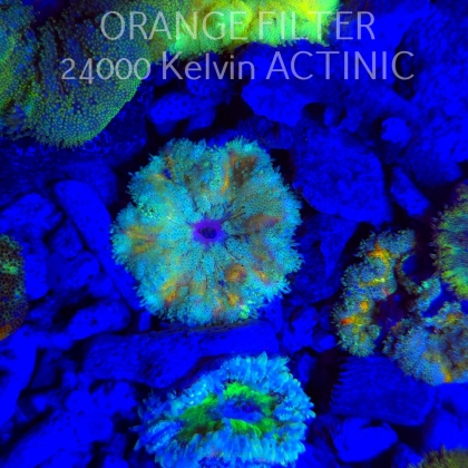 Stichodactyla TAPETUM Mini-Maxi Carpet Anemone RAINBOW (01.06.2025)  4cm