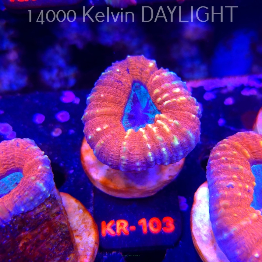 Lobophyllia corymbosa ULTRA Australia (21.02.2026) KR-103