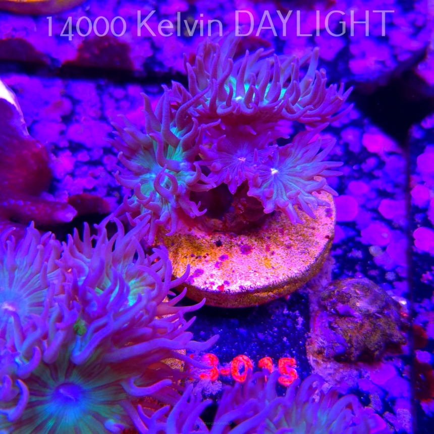 Duncanopsammia axifuga (15.01.2026) H3-015  4P