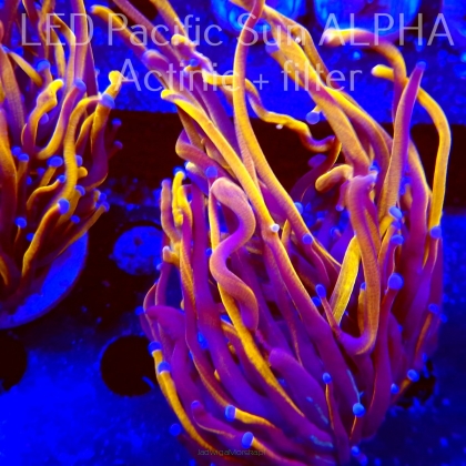 Euphyllia glabrescens Aussie HELLFIRE TORCH LONG POLYP (02.08.2023)