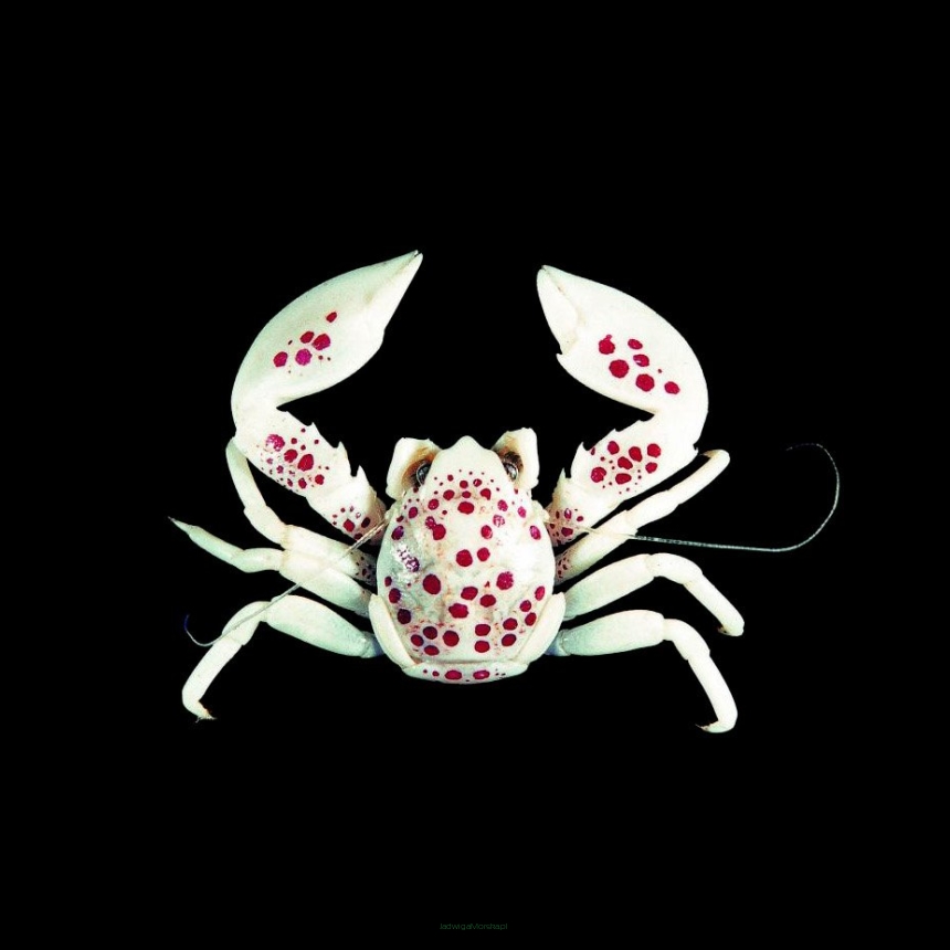 Neopetrolisthes maculatus (Red spotted Anemone crab) 1cm
