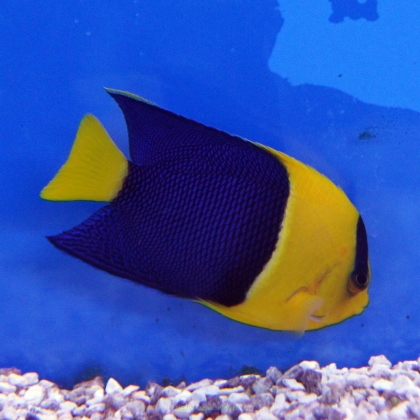 Centropyge bicolor 4cm