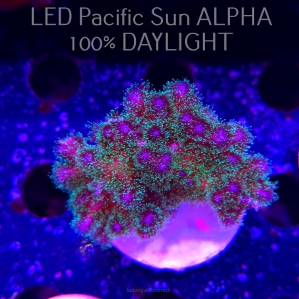 Pocillopora damicornis Bird of Paradise Birdsnest (23.01.2025)  6cm