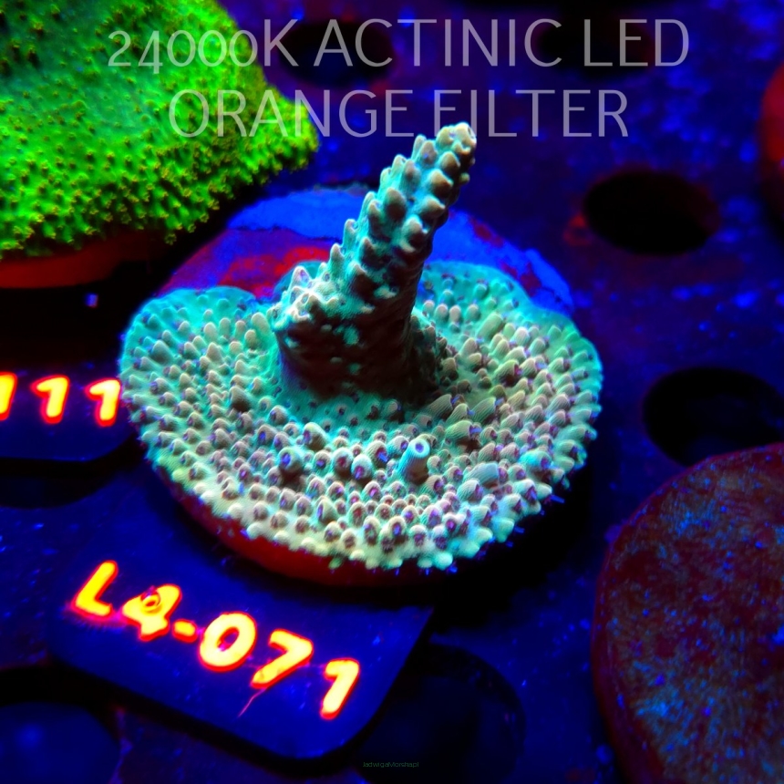 Acropora Jason Fox's Fox Flame Acro (07.01.2026) L4-071  4cm