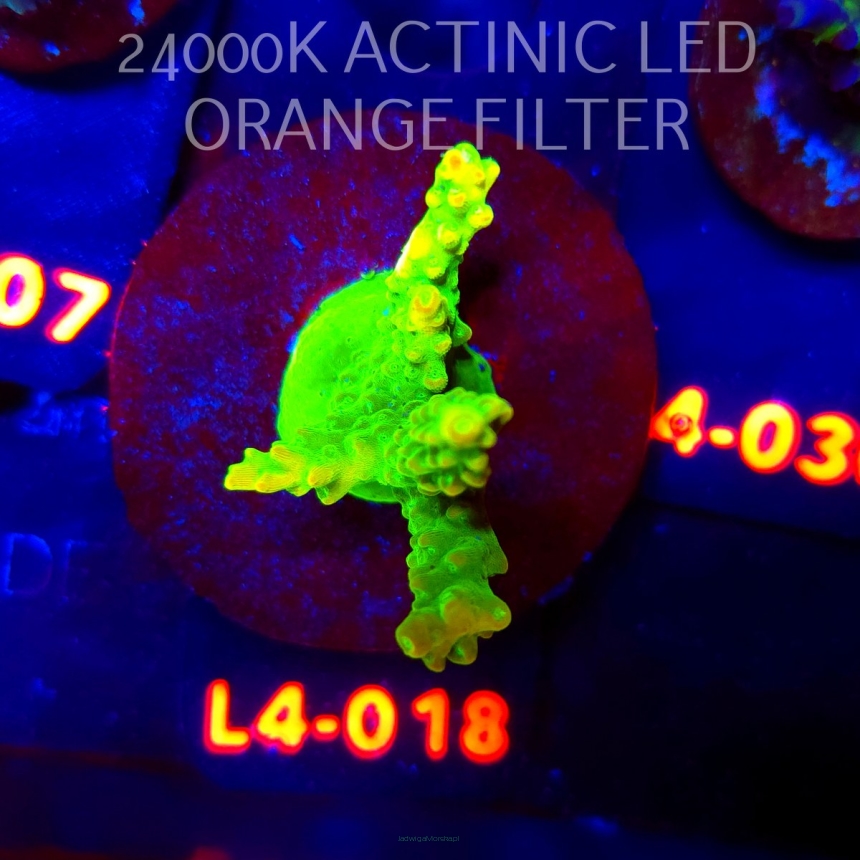Acropora GOLD FEVER (06.01.2026) L4-018  5cm