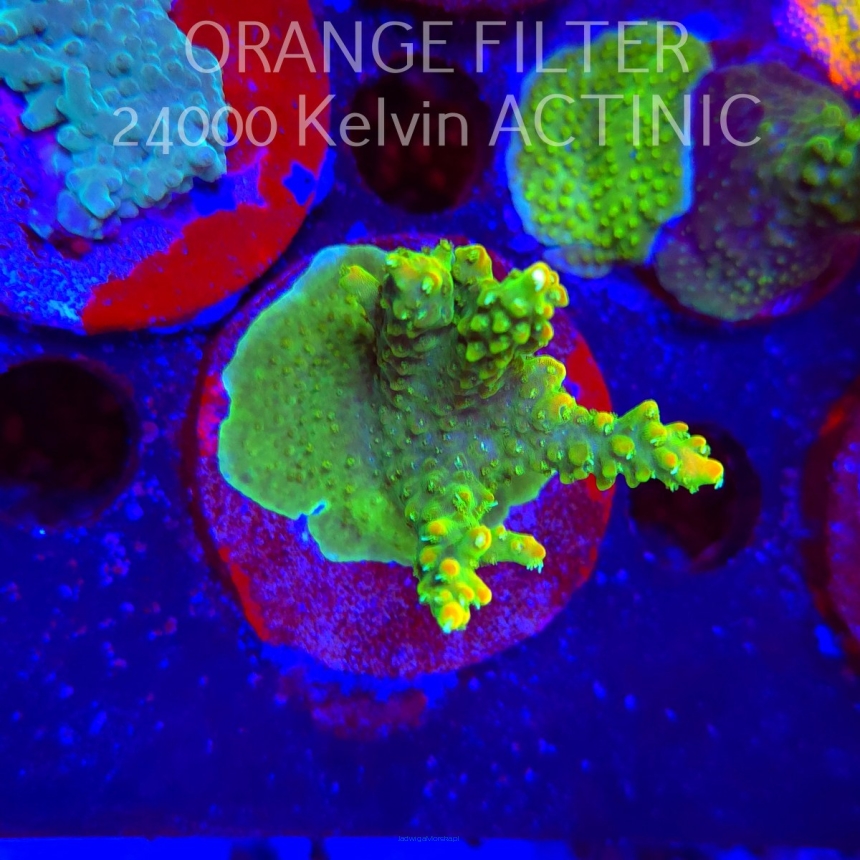  Acropora GOLD FEVER (21.06.2025) L4-I-38  6cm