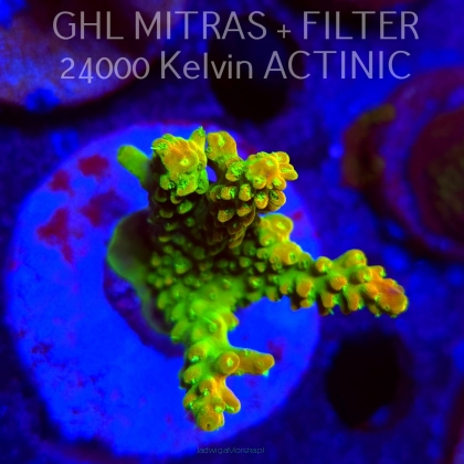  Acropora GOLD FEVER (20.02.2025) L4-I-38  5cm