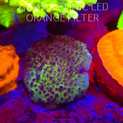 Acropora sp. AUSTRALIA (06.11.2025) MM1-III-26  3cm