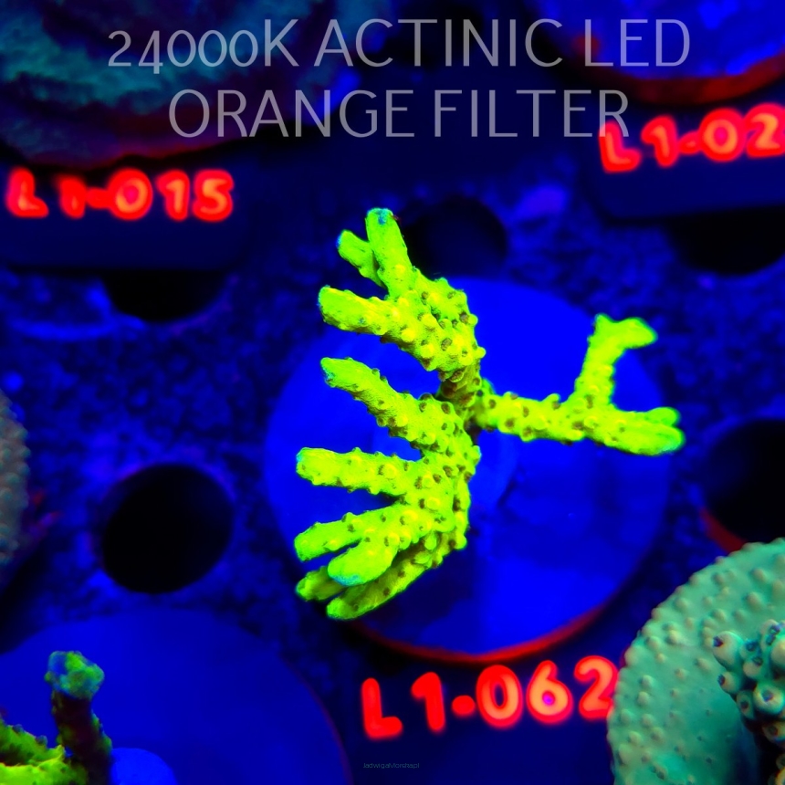 Anacropora WWC SLIMEBALL (11.10.2025) L1-062  5cm