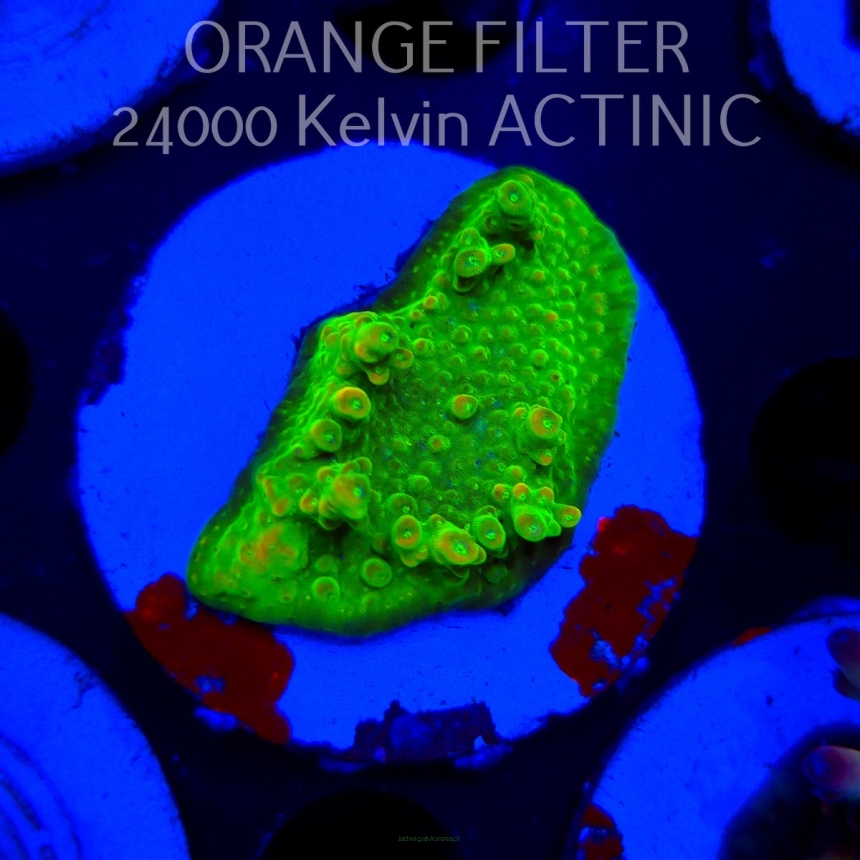 Acropora GOLD FEVER (20.03.2025) L1-I-31  5cm