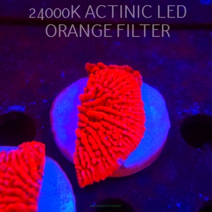 Montipora JASON FOX MEAN STREAK (21.02.2026)  6cm