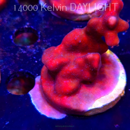 Blue Ridge Coral - Heliopora coerulea - Blue Fire Coral (06.05.2025)  6cm