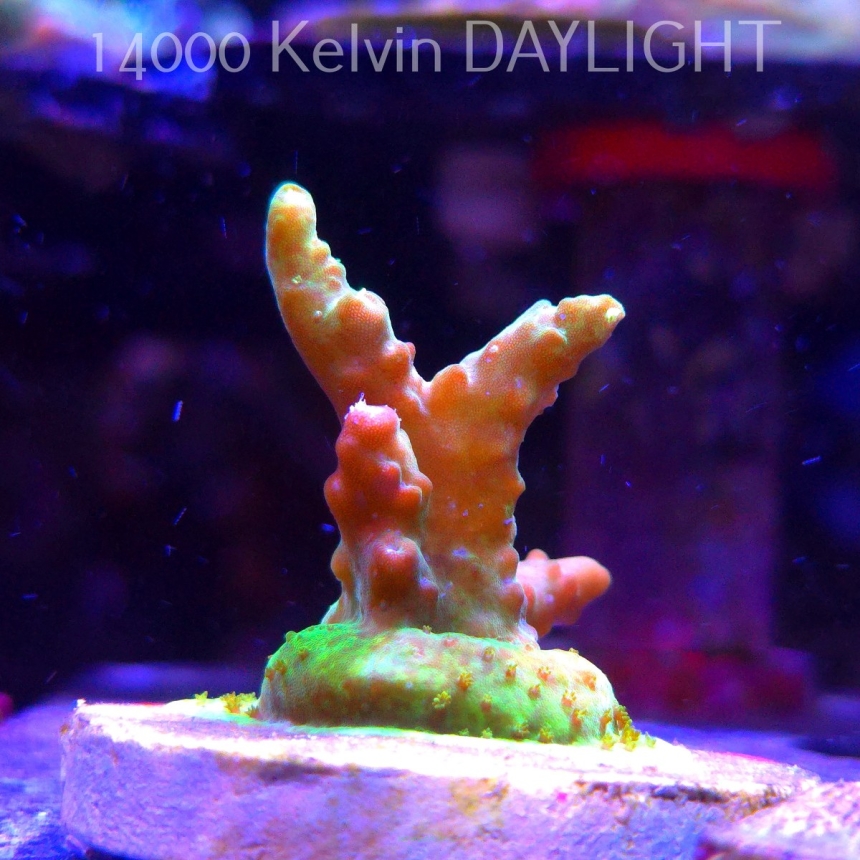 Acropora sp. AUSTRALIA (21.06.2025) L4-I-25  5cm