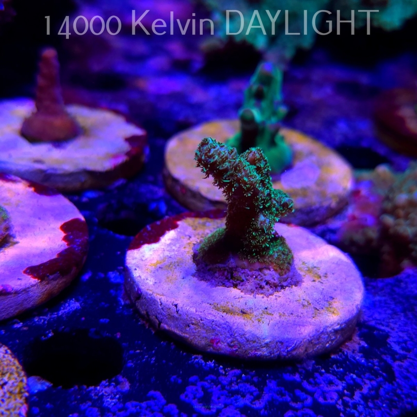 Acropora MILLEPORA LONG POLYP (21.06.2025) L4-III-26  3cm