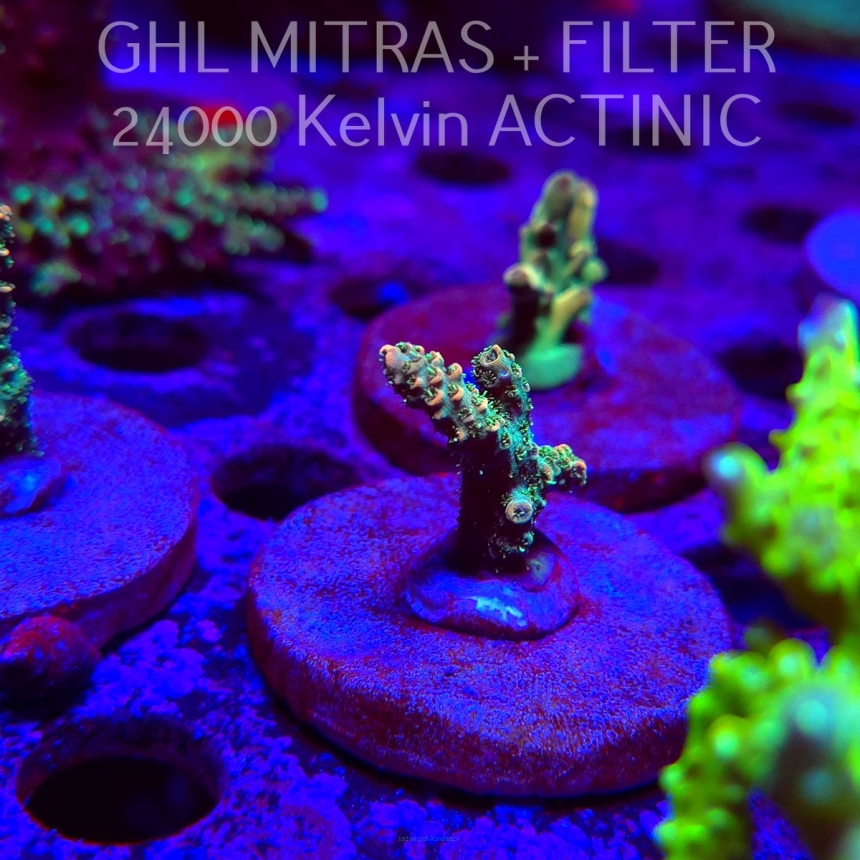 Acropora millepora BLUE (20.02.2025) L4-III-26  4cm