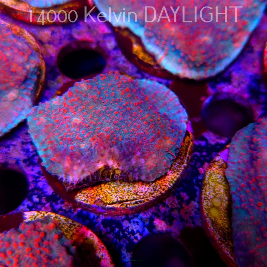 Echinophyllia Lava Rush Chalice (18.05.2025)  5cm