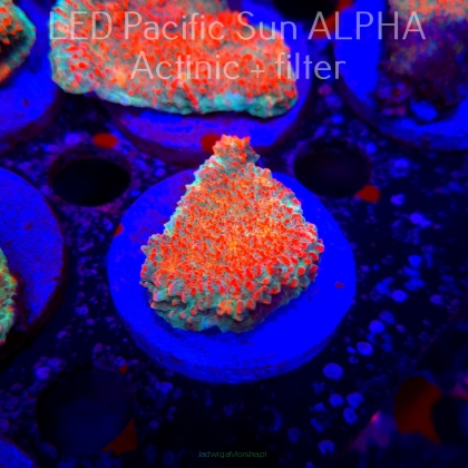 Echinophyllia Lava Rush Chalice (22.01.2025)  5cm