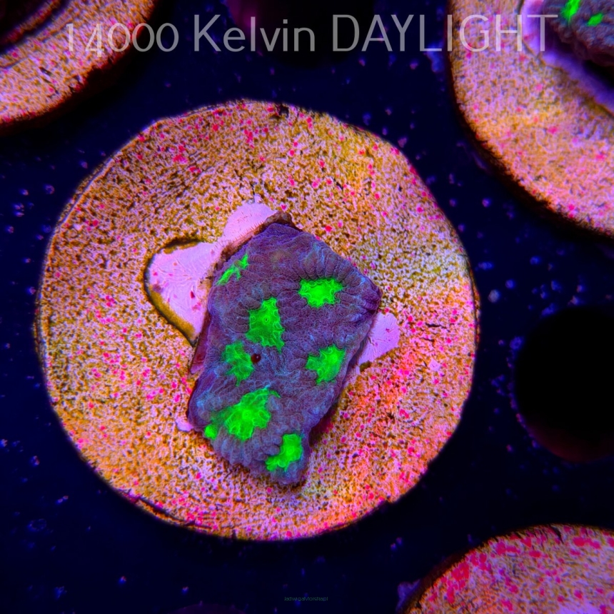 Favites DRAGON SOUL PRISM (18.05.2025)  3cm