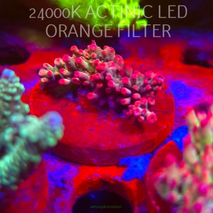 Acropora microclados CHEMICAL ROMANCE (06.11.2025) MM1-III-21  5cm