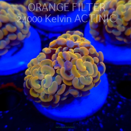 Euphyllia paraancora GOLD HOLOGRAM HAMMER (02.04.2025)