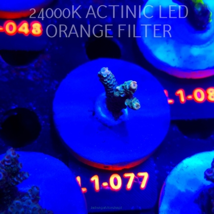 Acropora sp AUSTRALIA (11.10.2025) L1-077  3cm