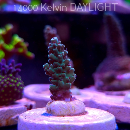 Acropora TG PINK FLOYD ACRO (20.03.2025) L1-I-22  3cm