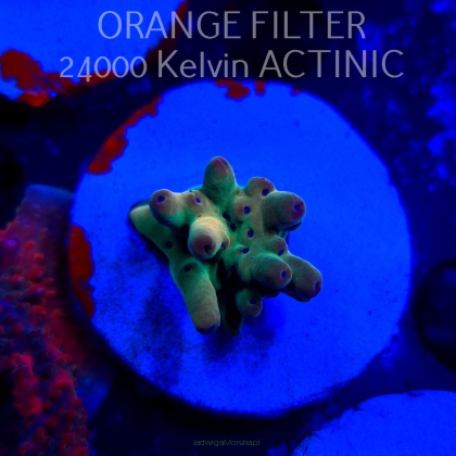 Acropora LORIPES FIJI GOLD (20.03.2025) L1-I-3  2cm (deepwater)