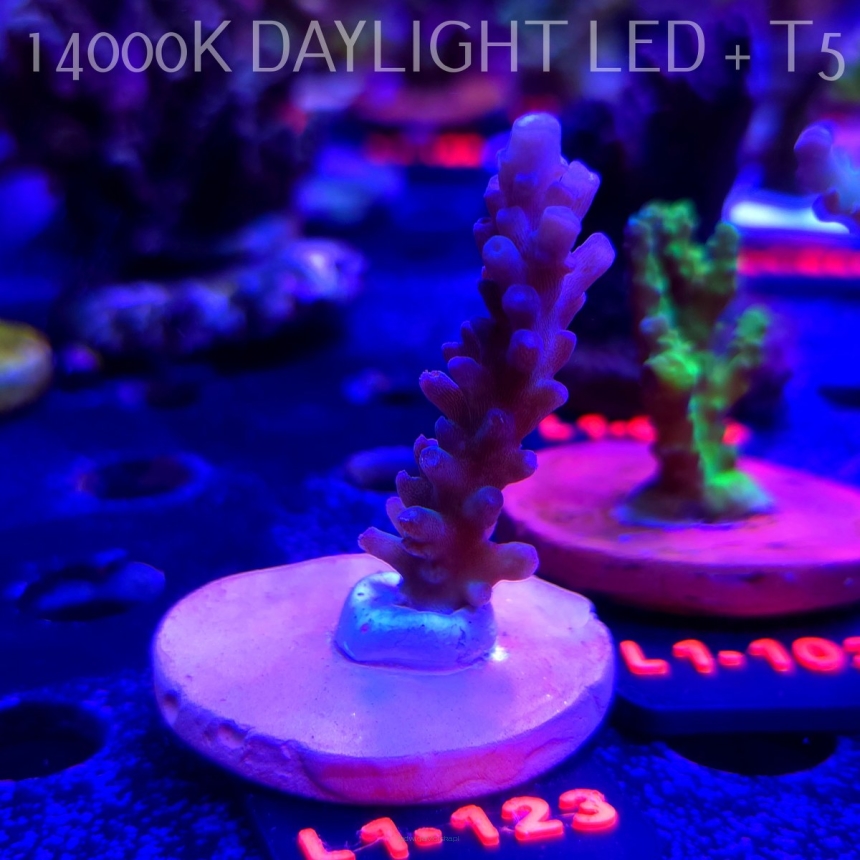 Acropora sp AUSTRALIA (09.10.2025) L1-123  5cm