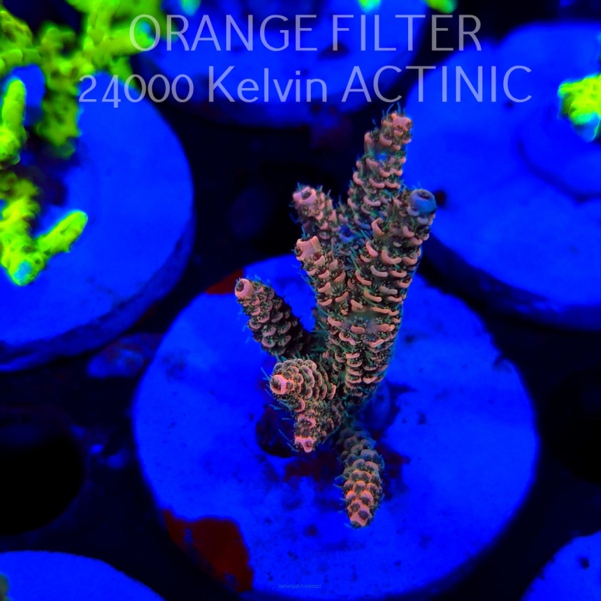 Acropora millepora CLOCKWORK ORANGE (20.03.2025) L1-III-22  6cm