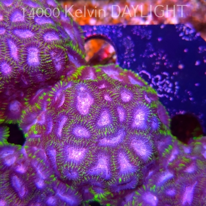 Favia WWC SPACE MONKEY (23.11.2025)  7cm