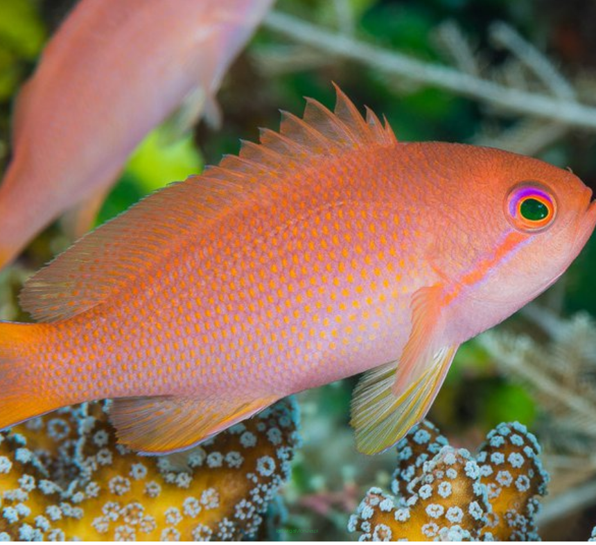 Pseudanthias cheirospilos samica 6-7 cm