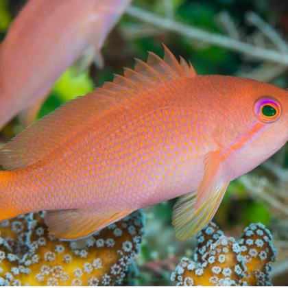 Pseudanthias cheirospilos samica 6-7 cm