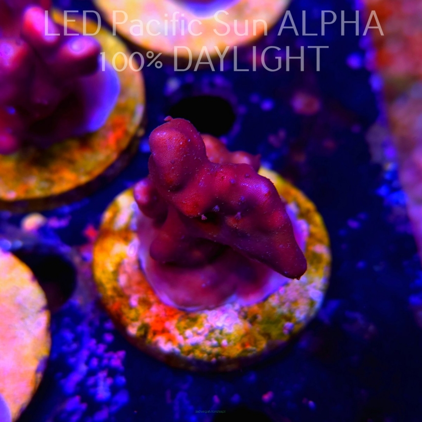 Blue Ridge Coral - Heliopora coerulea - Blue Fire Coral (02.05.2024) 4cm