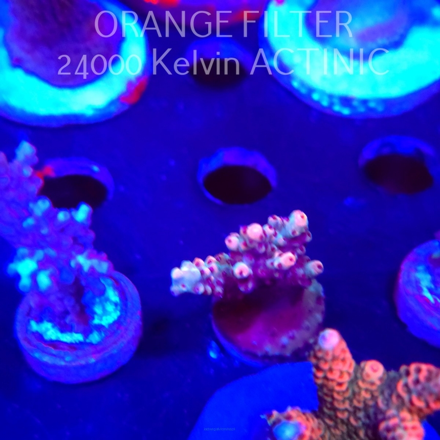 Acropora cytherea CORAL SEA (04.10.2025)  3cm