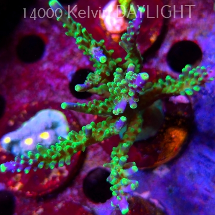 Acropora JMC PRINCESS (09.05.2025) MM1-I-9  10cm