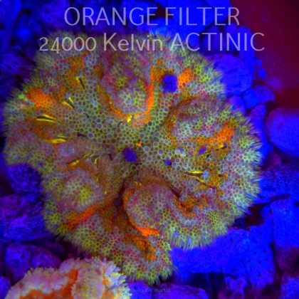 Stichodactyla TAPETUM Mini-Maxi Carpet Anemone RAINBOW (01.06.2025)  7cm