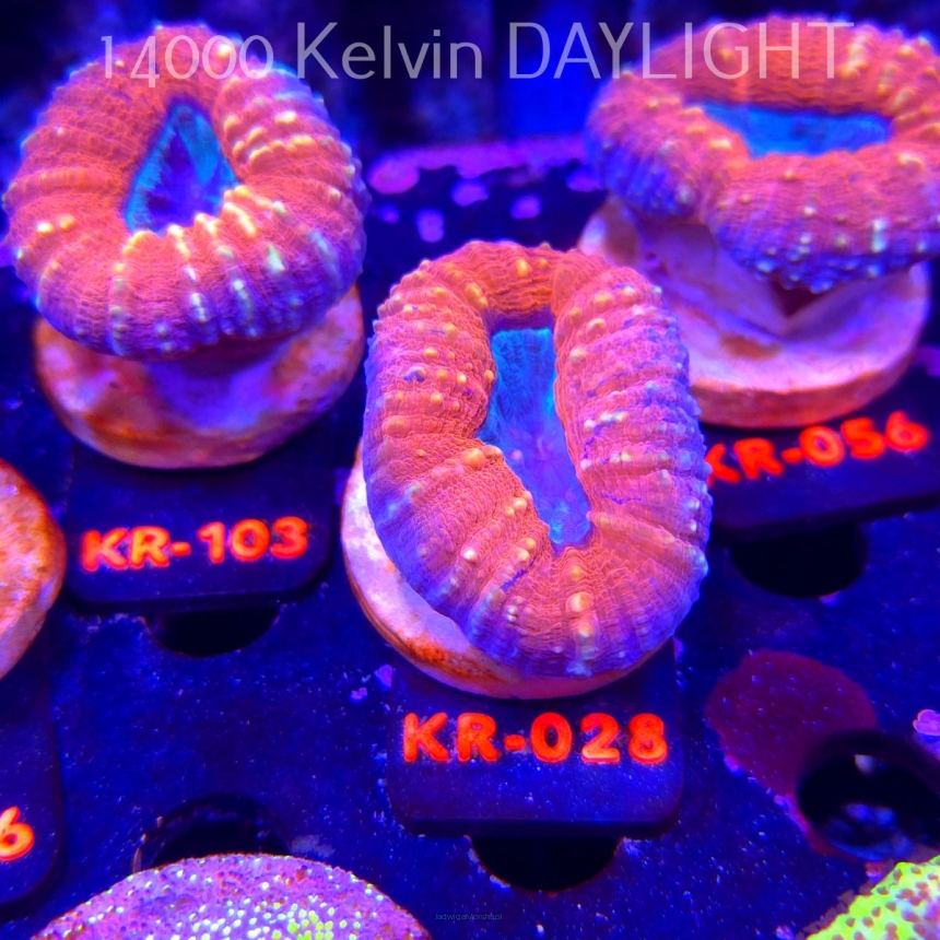 Lobophyllia corymbosa ULTRA Australia (21.02.2026) KR-028