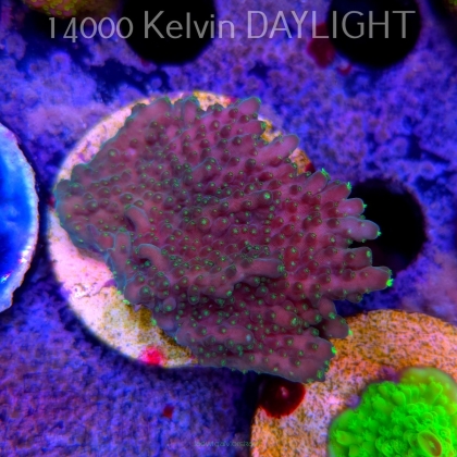 Acropora efflorescens TABLE ACRO (24.05.2025) L2-I-10  7cm