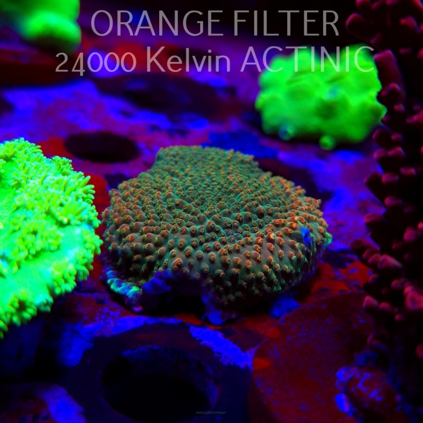 Acropora JMC RAINBOW PRINCESS Signature Frag (11.08.2025) MM6-II-14  4cm