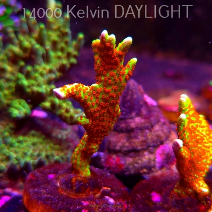 Montipora samarensis BUBBLEGUM (06.04.2025) MM6-III-9  7cm