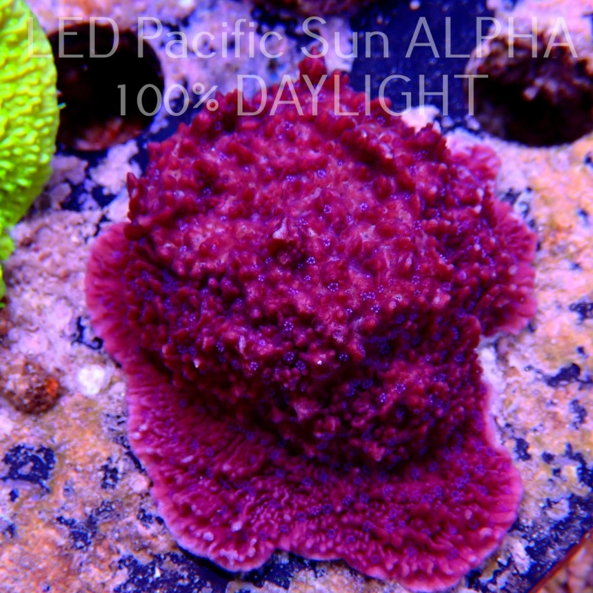 Montipora efflorescens PURPLE + BLUE POLYP (15.06.2022) MM4-I-27  4cm