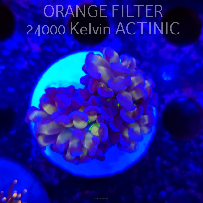   Euphyllia paraancora TWO TONE HOLOGRAM HAMMER (20.06.2025)  2HEADS