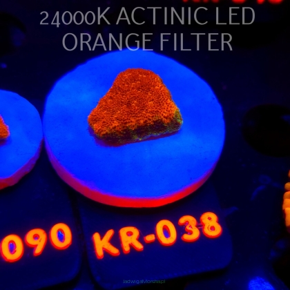 Psammocora WATERMELON (04.12.2025) KR-038  2cm