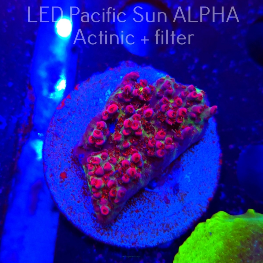 Acropora RED PLANET AUSTRALIA (19.01.2025) L2-I-33  4cm