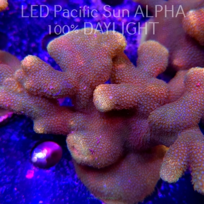 Porites cylindrica YELLOW (23.01.2025)  10cm