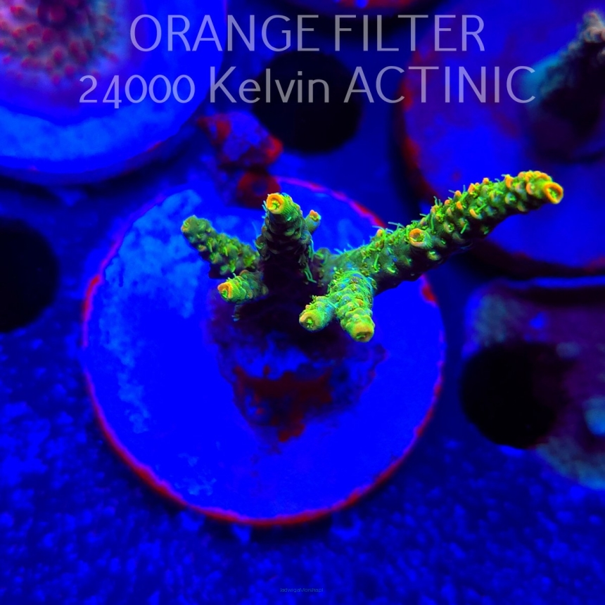 Acropora MILLEPORA SUNSET  (19.06.2025) L3-I-32  6cm