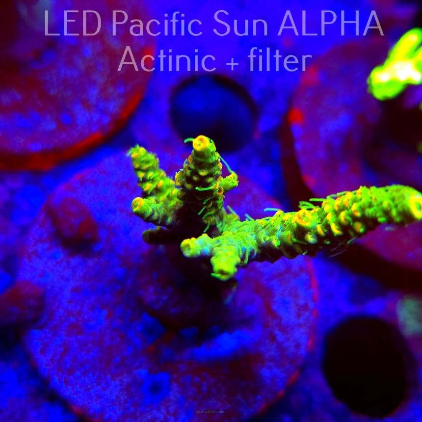 Acropora MILLEPORA SUNSET  (02.02.2025) L3-I-32  6cm