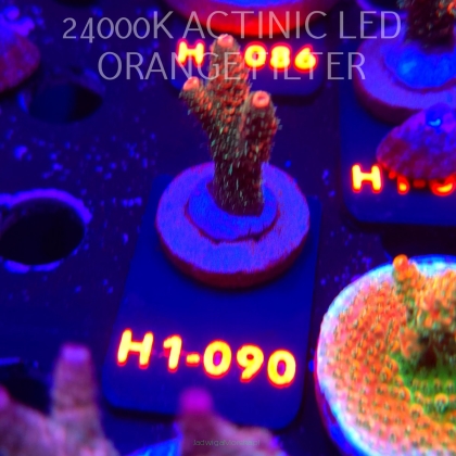 Acropora MILLEPORA JF SOLAR FLAME (02.02.2026) H1-090  4cm