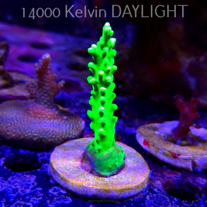 Acropora AUSTERA BANANA (21.06.2025) L4-III-13  8cm